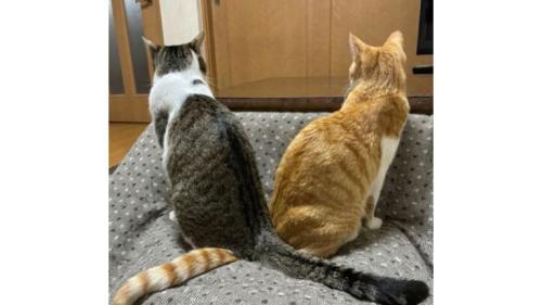 猫の尻尾