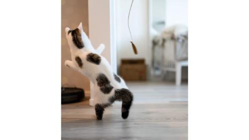 遊んでいる猫