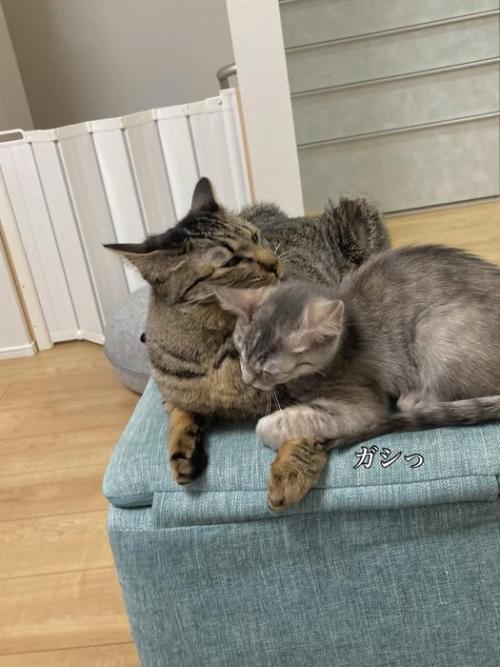 大きな猫にしがみつく子猫