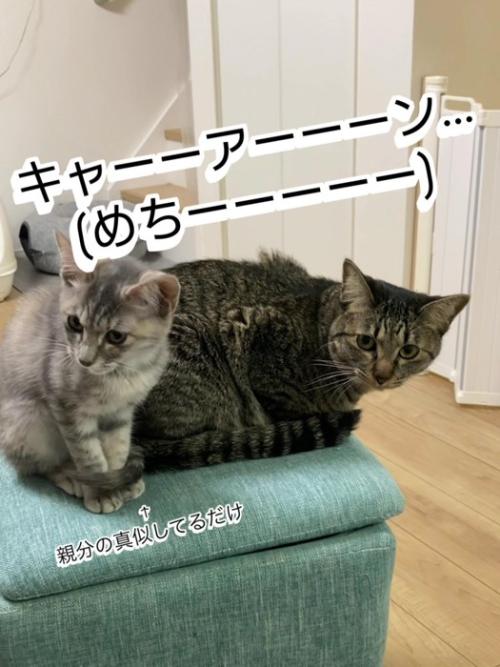 振り向く猫と座る子猫