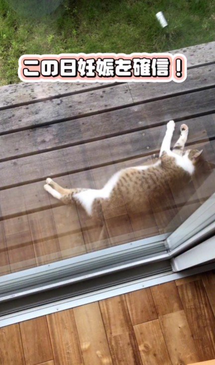 庭に現れた猫