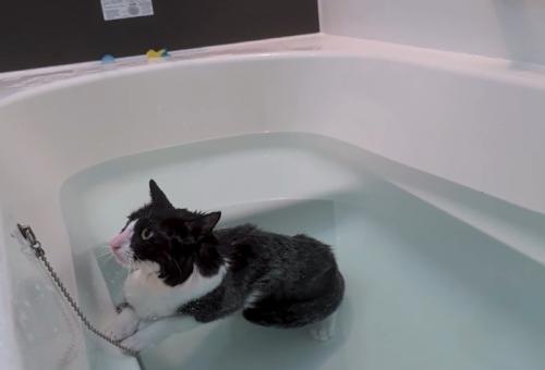 入浴する猫