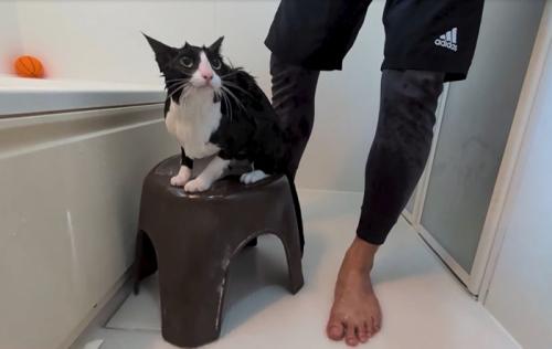 見上げる猫