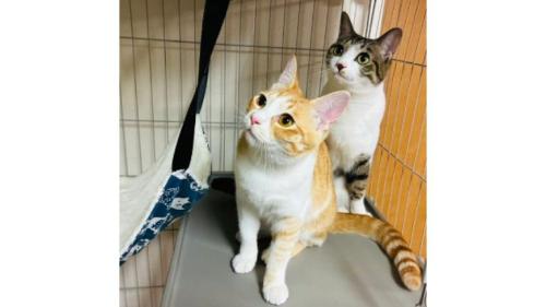 室内にいる猫