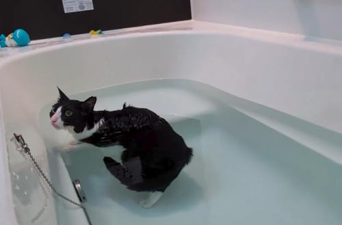 入浴する猫3