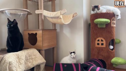 3匹の猫