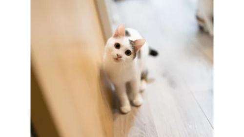 室内にいる猫