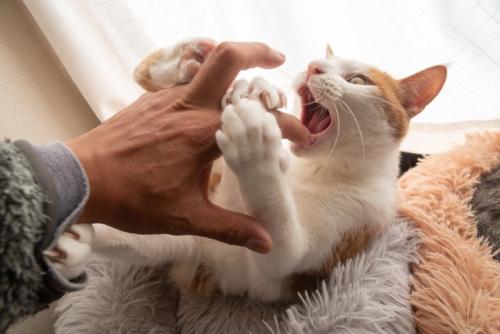 警戒する猫