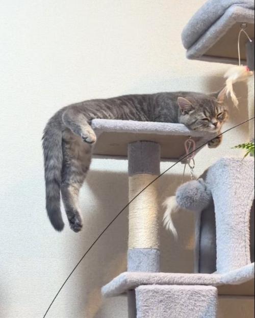 落ちてる猫