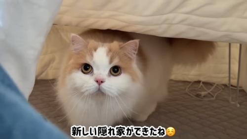 コタツの中にいる猫
