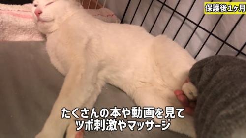 横になる猫