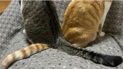 猫の尻尾