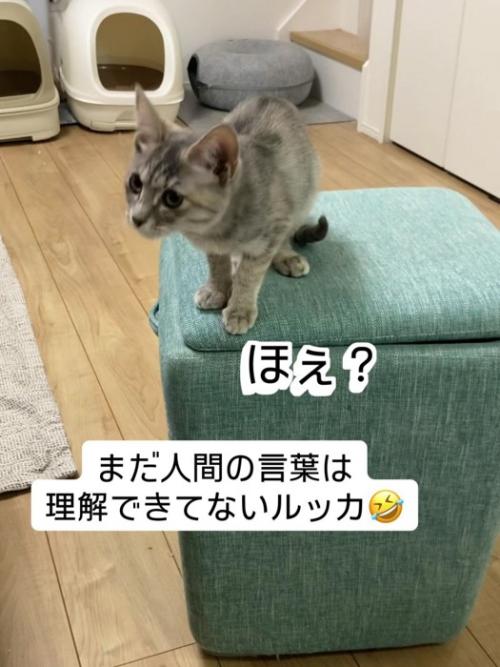 立っている子猫