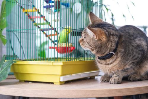 鳥かごの中のインコを見ている猫