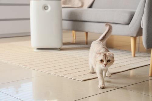 しっぽを立てて歩く猫