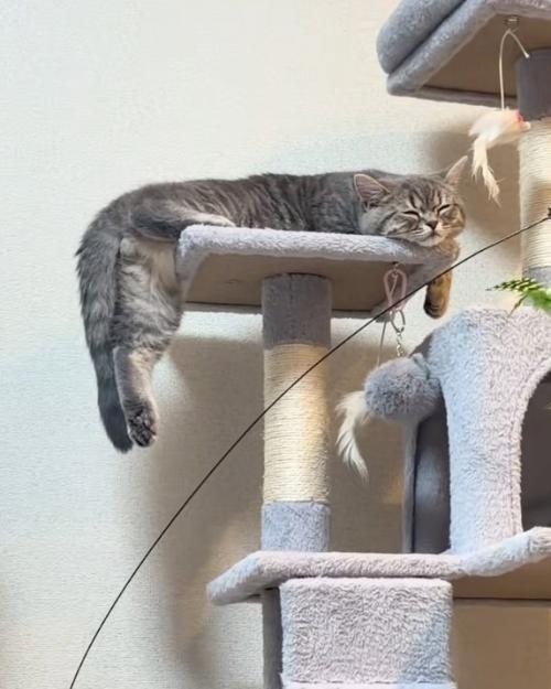 幸せそうな猫