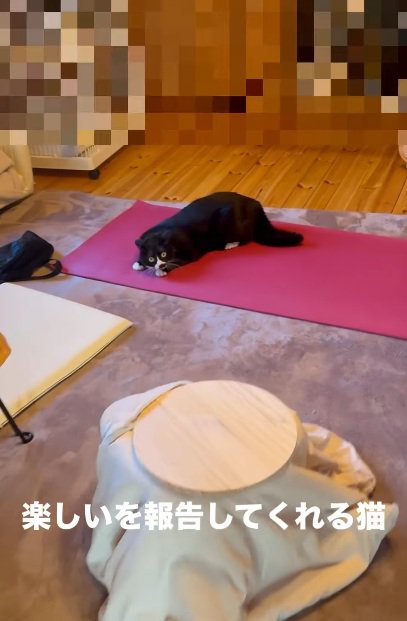ヨガマットの上で遊んでいる猫