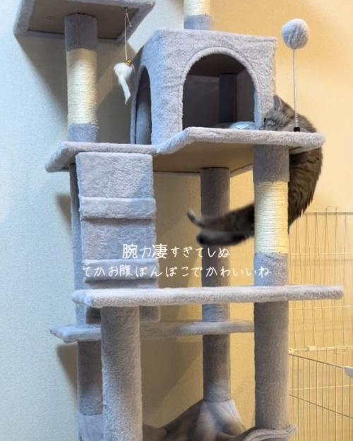 揺れる猫