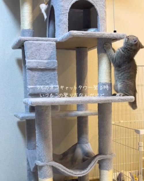 覗く猫