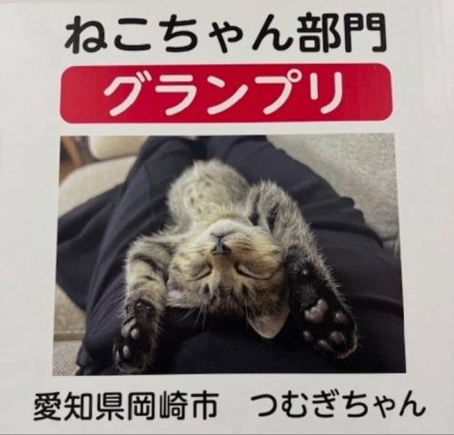 フォトコンテストとグランプリねこちゃん2