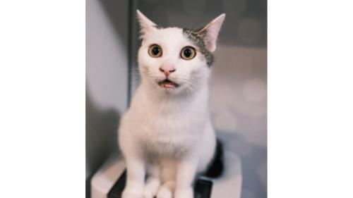 室内にいる猫