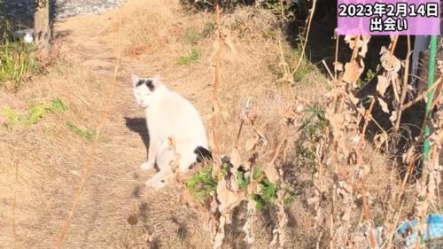 振り向く猫