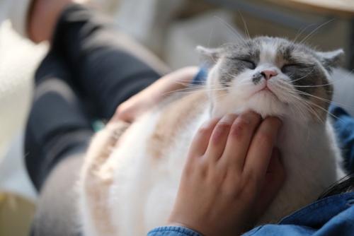 うっとりする猫