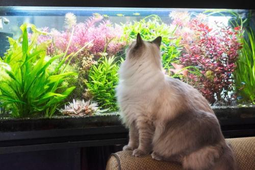 水槽を見ている長毛の猫