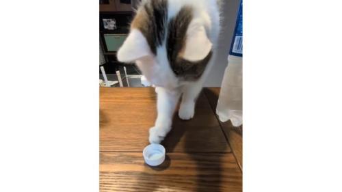 ペットボトルの蓋で遊ぶ猫
