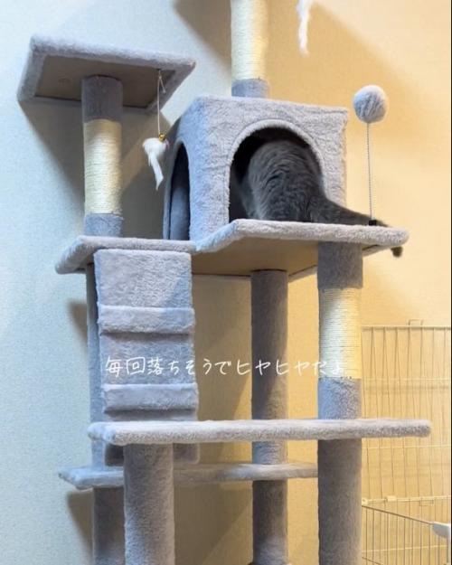 入る猫