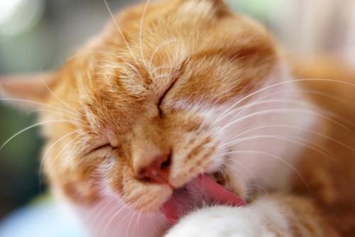 グルーミングする猫