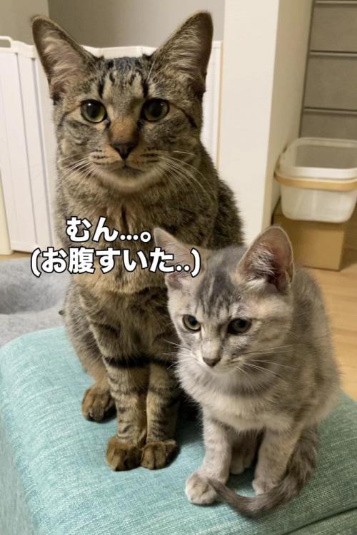 カメラ目線の大きな猫