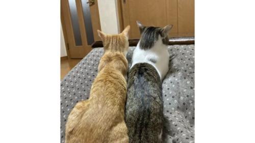 猫の後ろ姿