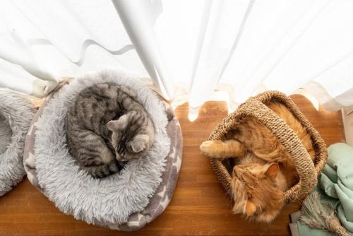 並んで眠る猫