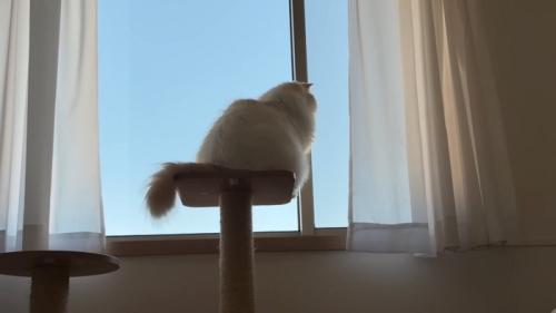 外を眺める猫