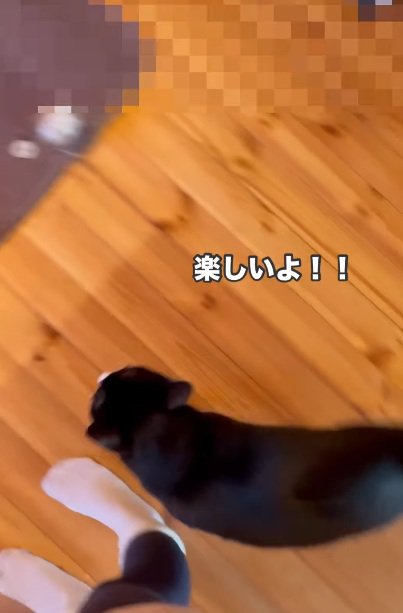 飼い主の足元にやってくる猫