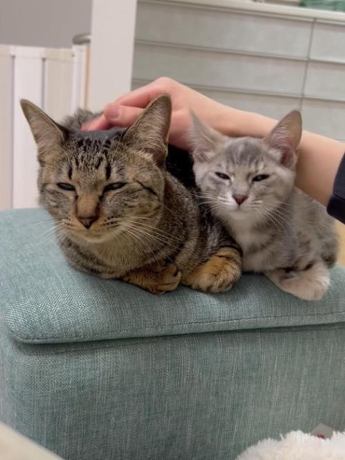なでられる2匹の猫