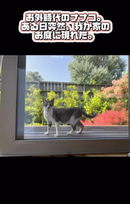 庭に現れた猫