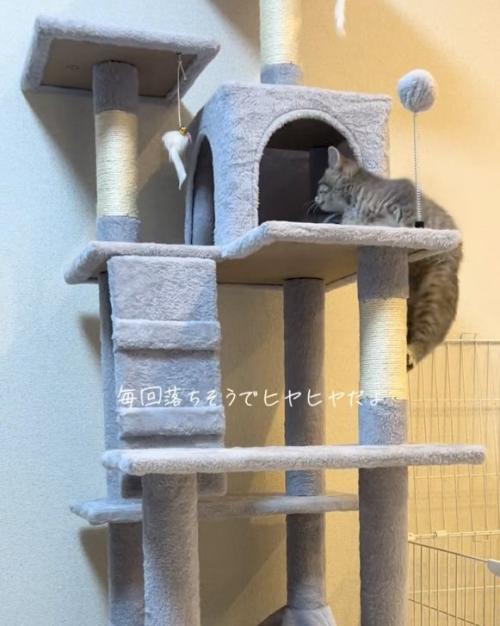上がる猫
