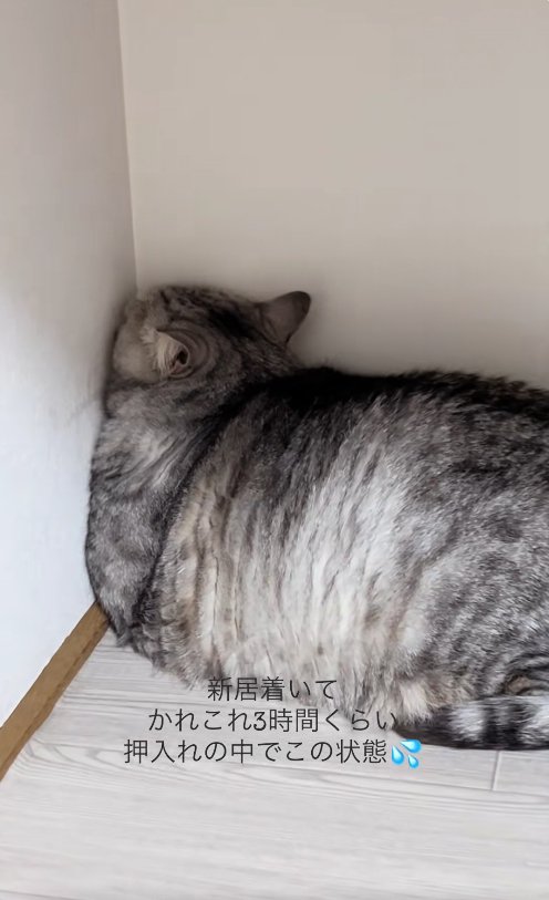 壁の角に顔を押し付けている猫(ややアップ)