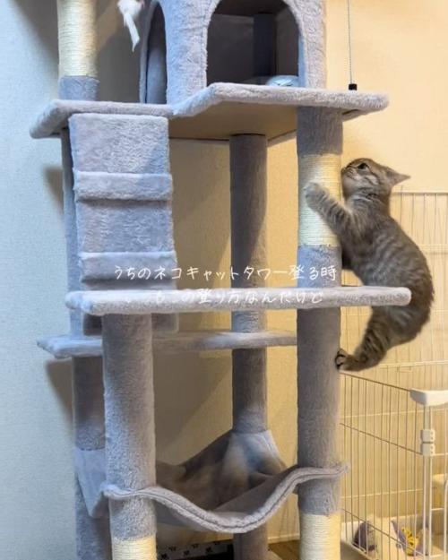 登る猫