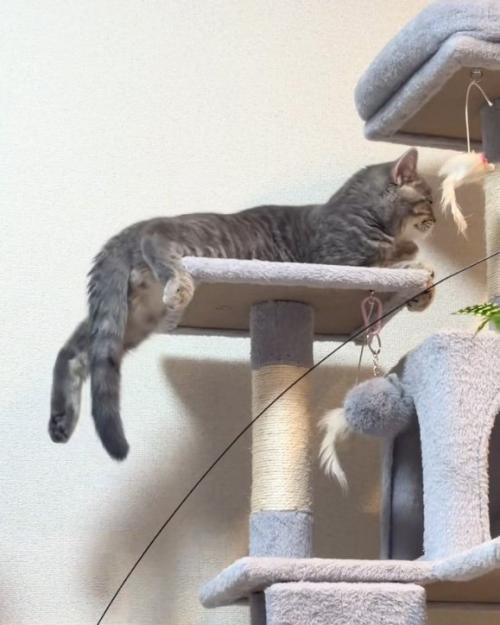 動く猫