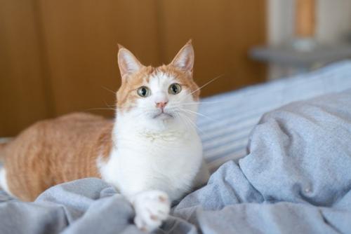興奮顔の猫