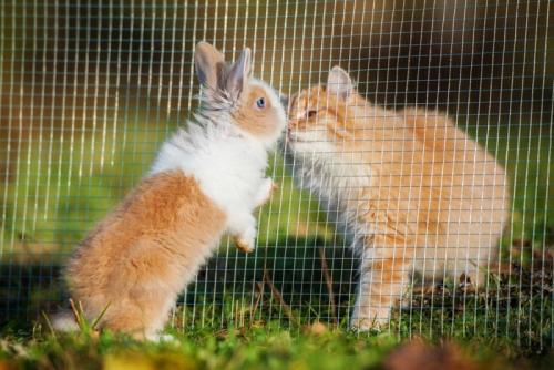 ネット越しの猫とウサギ