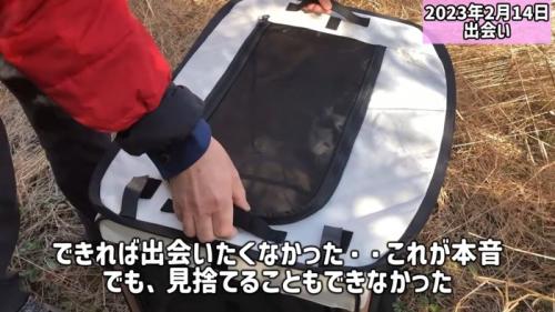 ソフトケージの中にいる猫