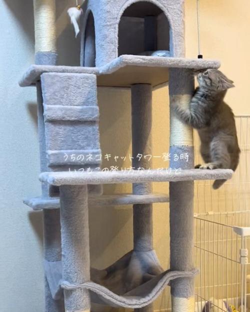 見上げる猫