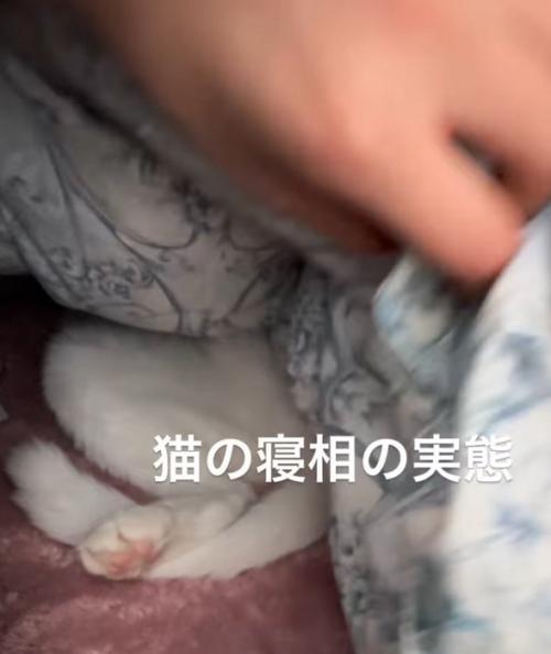めくった布団の下から見える猫の足