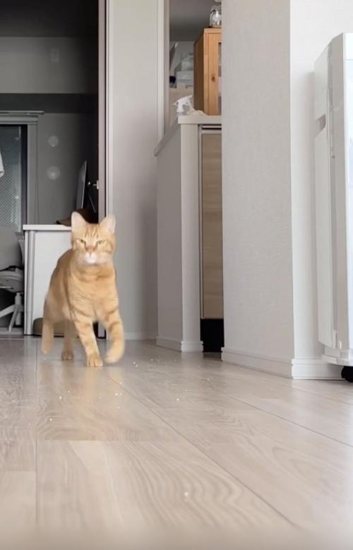 飼い主さんのほうに走ってくる茶トラ猫