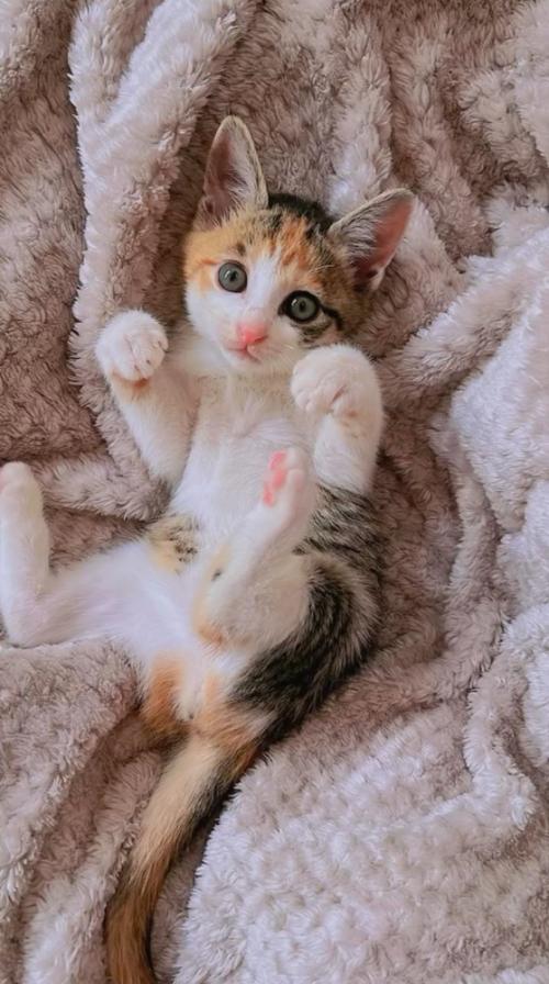 毛布の上で寝転がる子猫