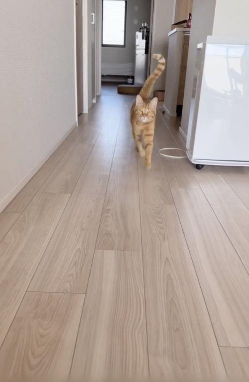 飼い主さんのほうに走ってくる茶トラ猫